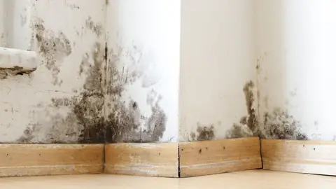 Mold growth along the lower corner of a wall above wood baseboards