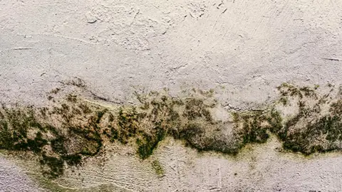 Band of green and black growth along a plastered wall
