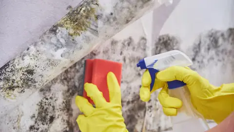 Gloved hands scrubbing mold from a wall with a sponge and spray bottle